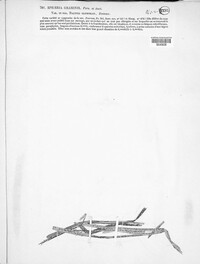 Phyllachora graminis image